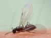 Plagiolepis sp.